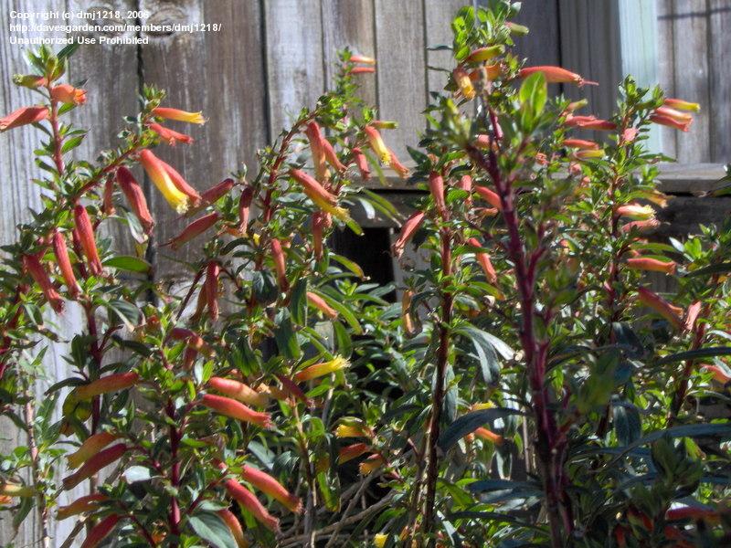 گیاه آبنباتی